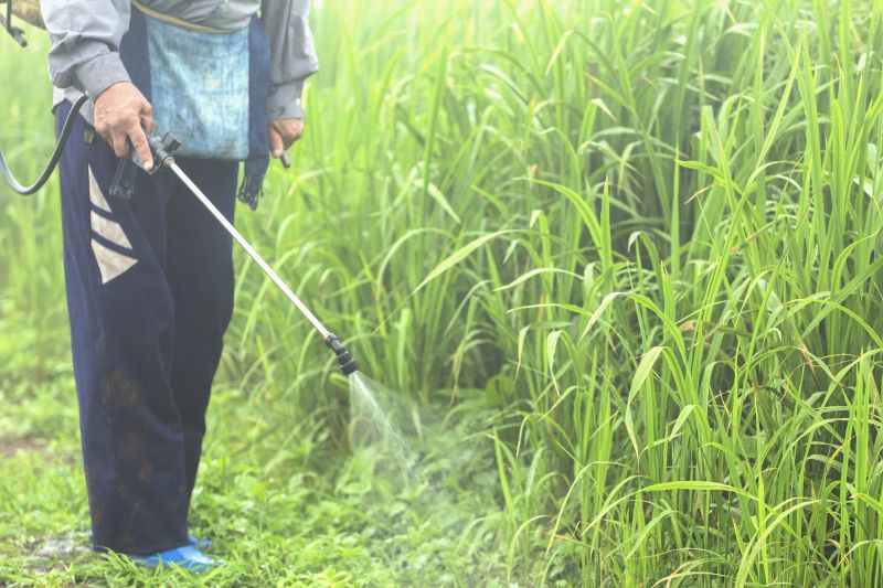 Weed Prevention Service in Rockwall, TX